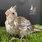 فرخ كروان هولندي