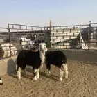 نجد ذبايح وتربية