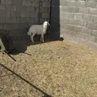 رخله حريه ذبيحة