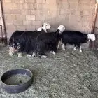 شياه نجد