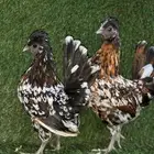للبيع دجاج كويتي فاخر