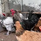 بيض دجاج براهما براهمه تخصيب شرط باذن الله