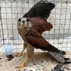 للبيع طير شرياص وحش