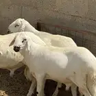 سواكن مربعات
