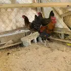 ديكين واربع دجاج عربي