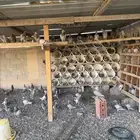 30 جوز فرنسي سلفر جامبو لاحم منتج شرط