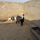 للبيع عنز عارضيه معاها توم