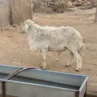 فحل حري مشروط