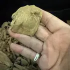 عود مروكي طبيعي 100   100 فخامه لا متناهيه