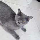 قطط