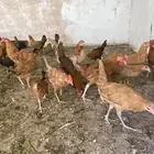 دجاج بلدي