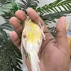 للبيع كناري ذكر تغريد جاهز للانتاج