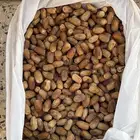 كرتونين جسبه بديره