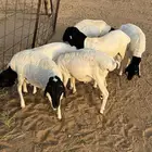 للبيع برابر