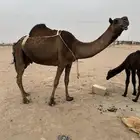 للبيع خلفه هديه