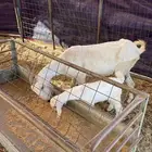 عنز بيشه خلفه و3عرضيات