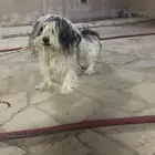 للبيع كلب مالتيز
