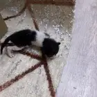 قط لتبني