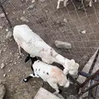 نعجة منتوجه