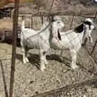 مشاريع فحول