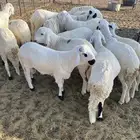 سواكن مرابي