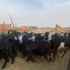 للبيع معزا عوارض وحريات بالفحل مضاريع ودفيع