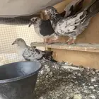 3 حمامات للبيع