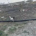 دجاج للبيع