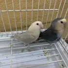 للبيع روز زوج 260