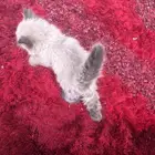 قطط هملايا صغار