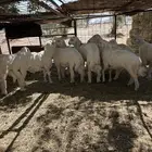 طليان طيه. شحم