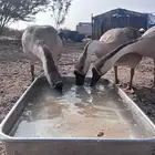 انثتين وز عراقي