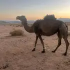 للبيع خواره