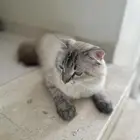 قط شيرازي للتبني -اليف ونظيف