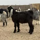 تيس