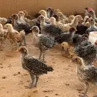 القصيم الرس طريق القرين