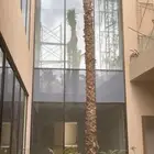 تكريب وتنظيف وزراعه جميع انواع النخيل العربي والواشنطونيا