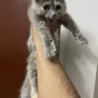 قطه كتكوته شيرازيه كتن للبيع