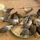 فراريج فيومي