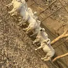 غنم