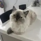 بسه هملايا عمره 8 شهور