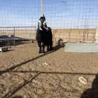 تيس عارضي