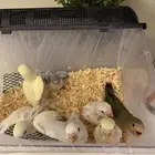 فروخ روز غر جملة وتفريد