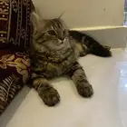 قط شيرازي
