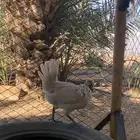 طلب ديك كويتي