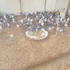 للبيع دجاج فيومي شبابي