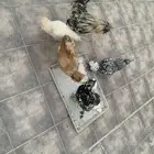 دجاج بولش