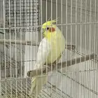 محمية فرح