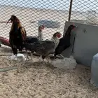 للبيع دجاج بياض