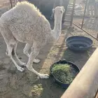 السلام عليكم بكره عمره 6 شهور